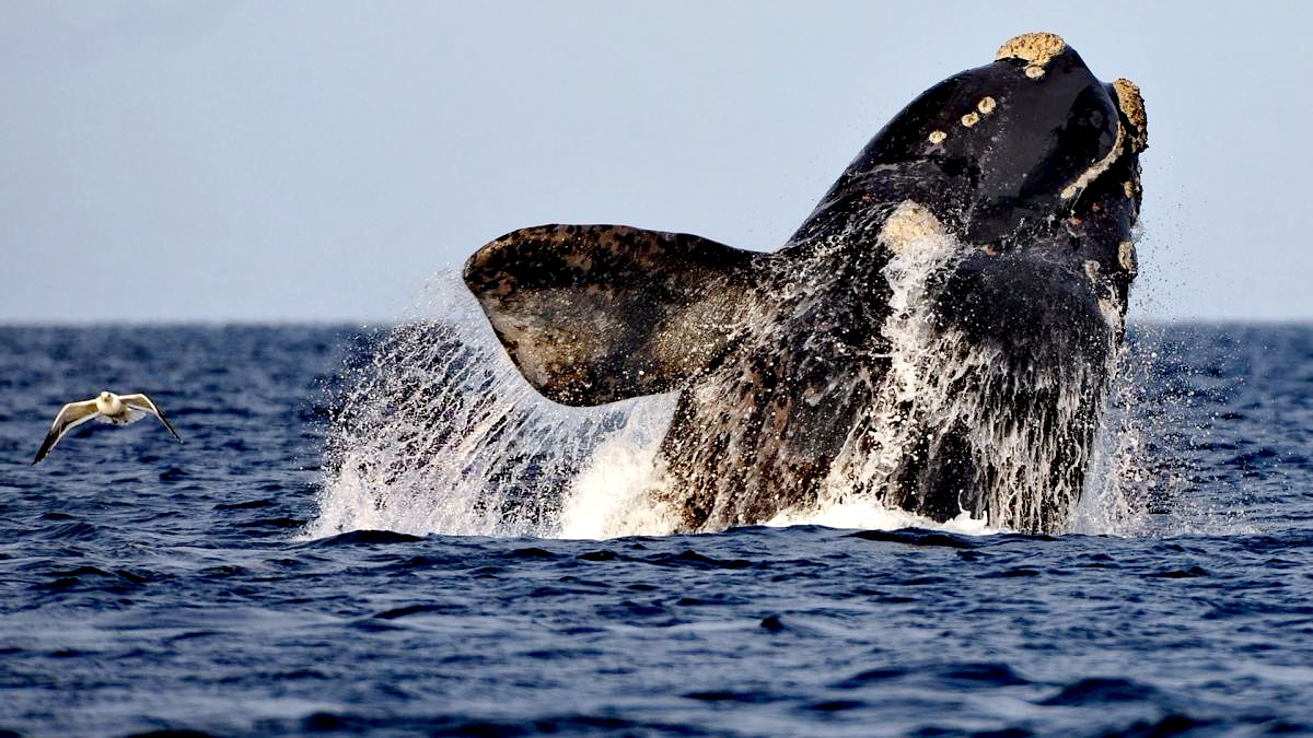 El-Argentino-La ballena franca Rodocrosita.