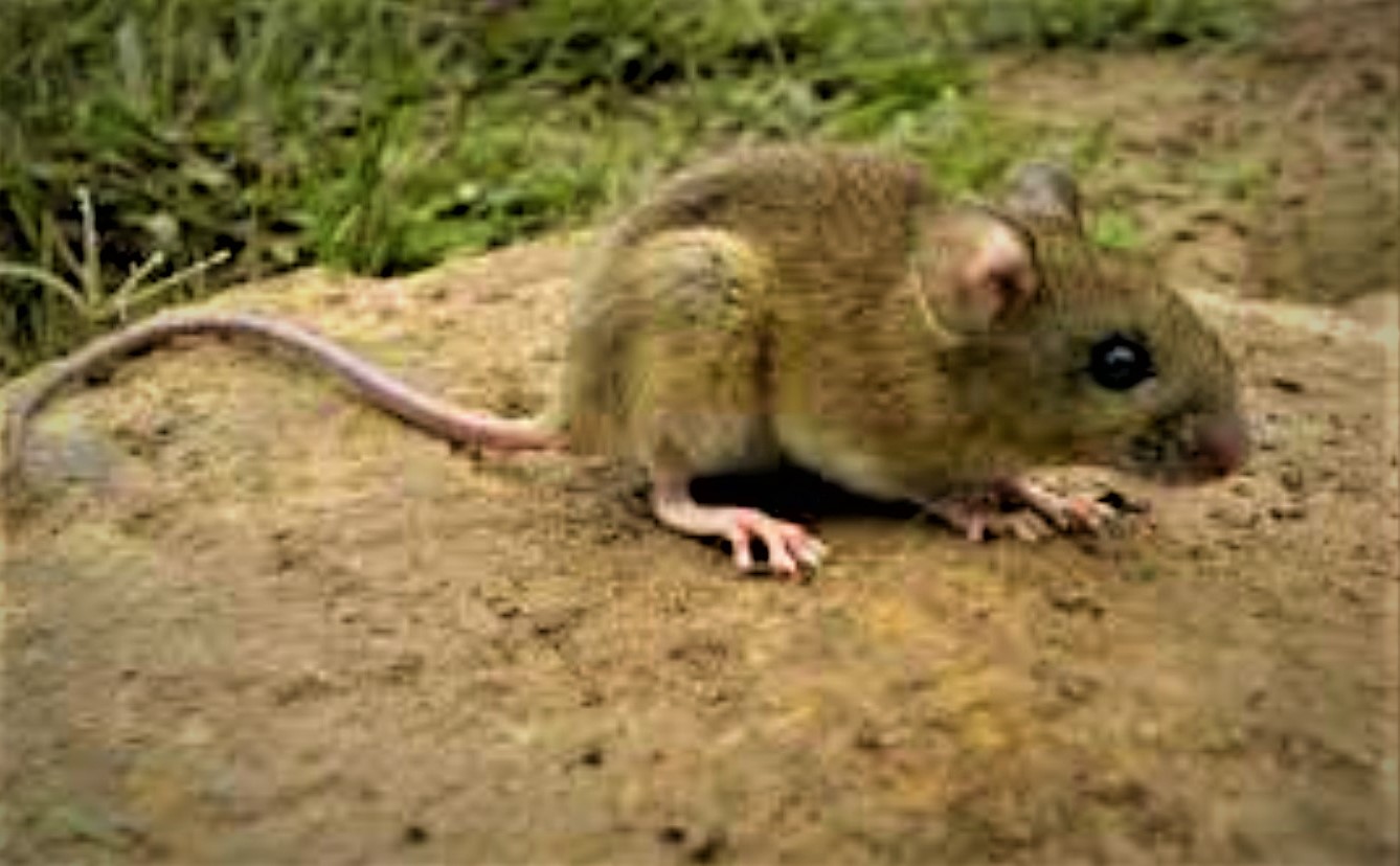 El-Argentino-Raton-que-transmite-hantavirus