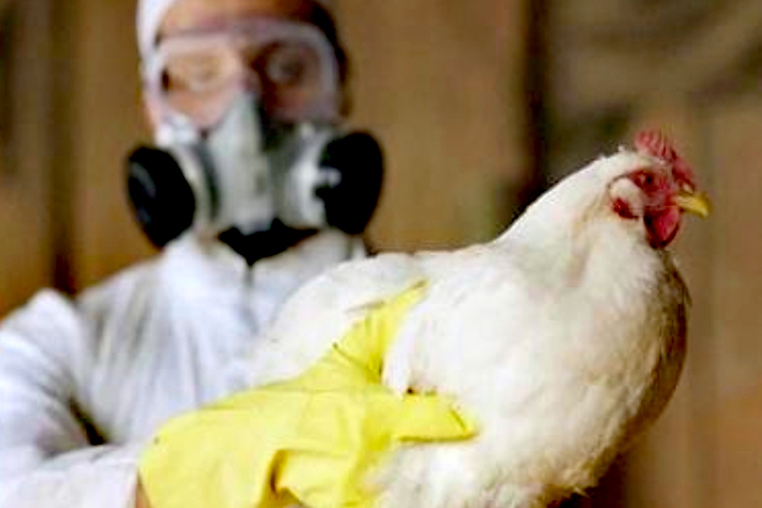 El-Argentino-Gripe aviar.