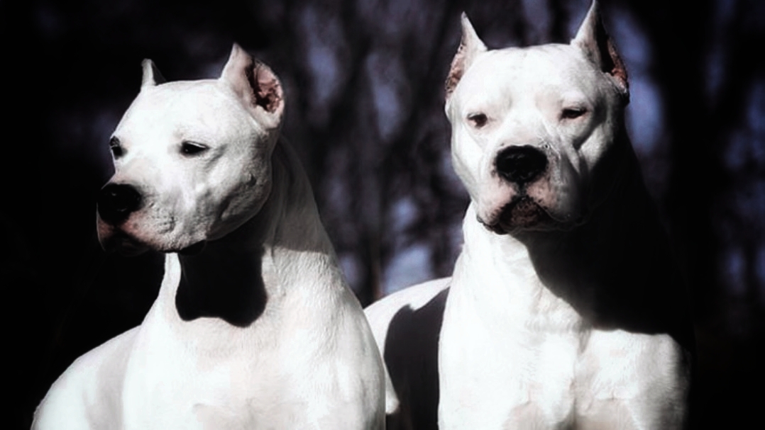 El-Argentino-Dogos asesinos.