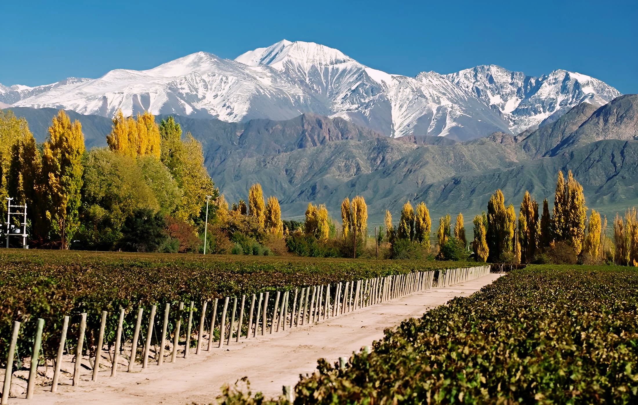 El-Argentino-Valle de Uco.
