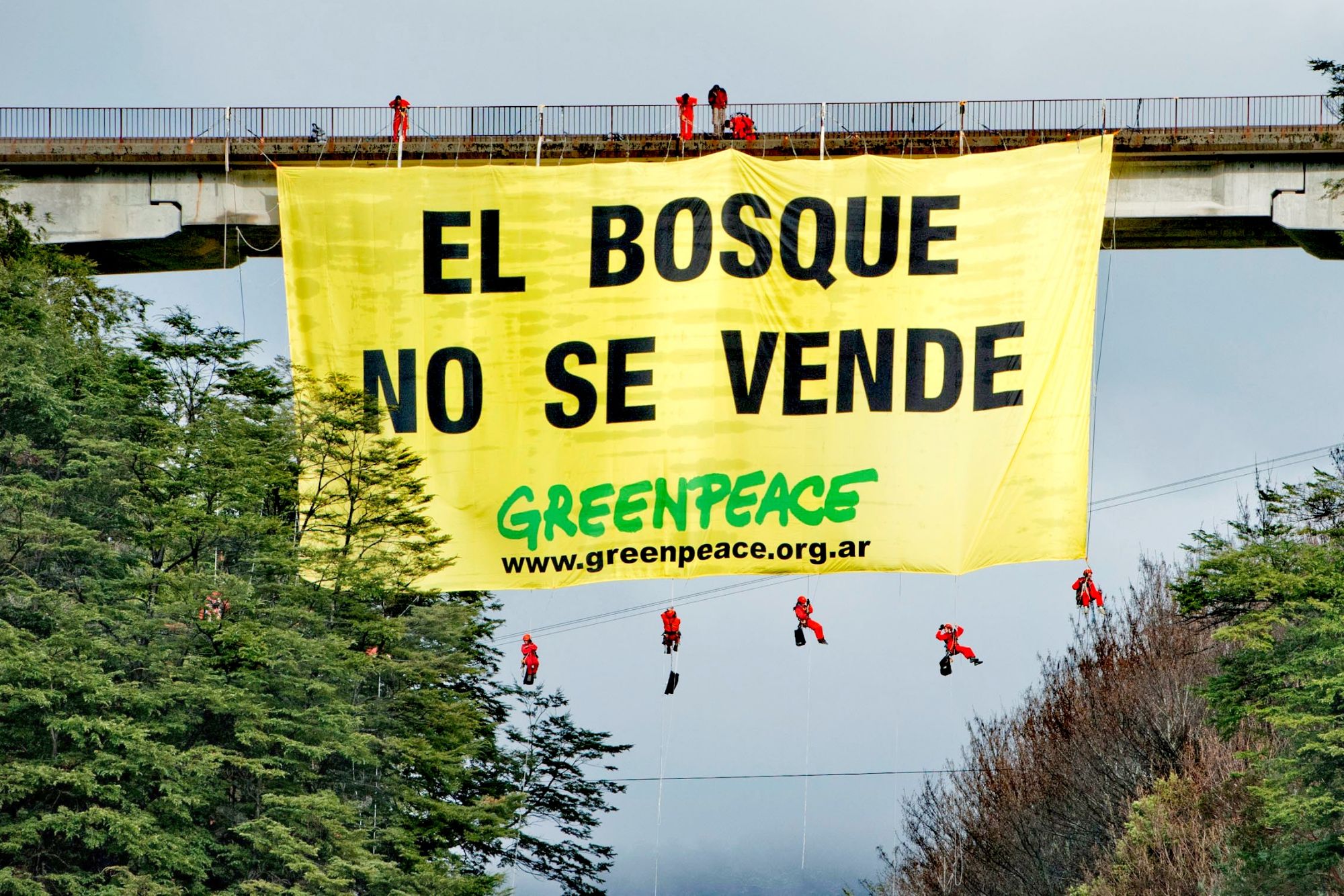 El Argentino Diario-Greenpeace-ONGs.