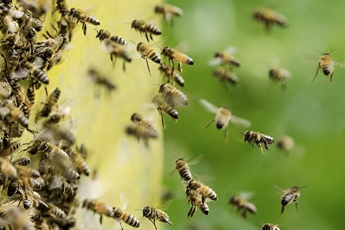 El Argentino Diario-Enjambre abejas.
