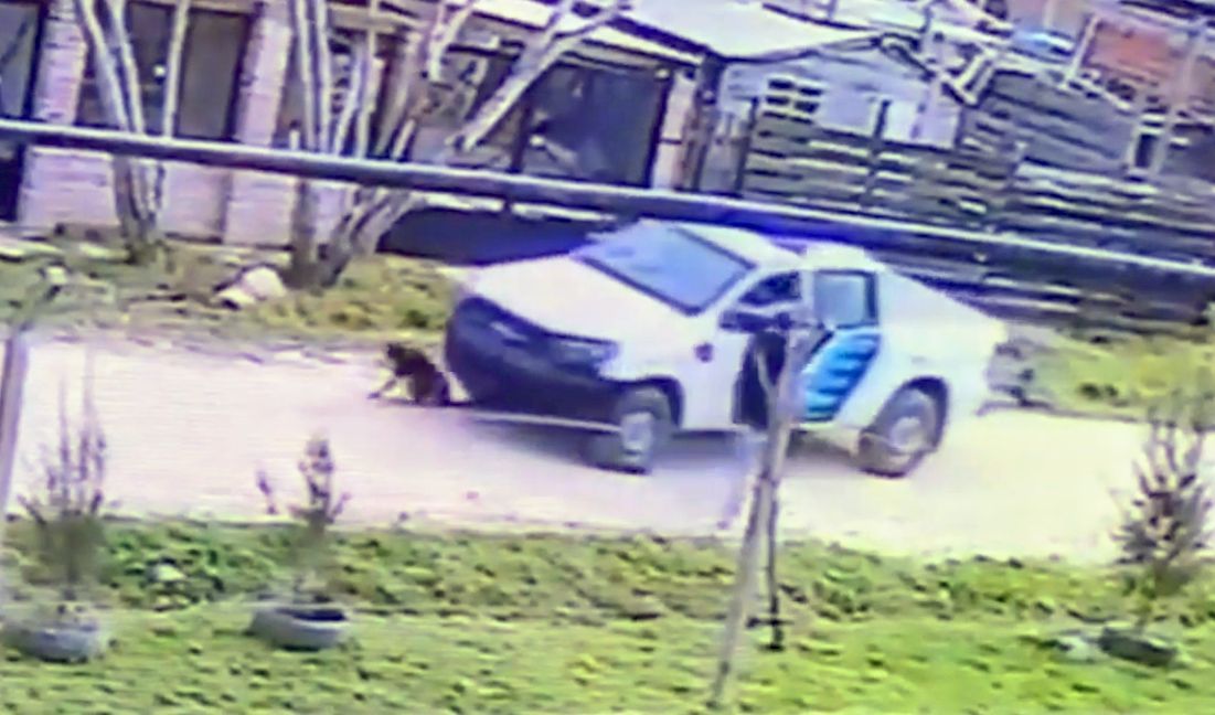 El Argentino Diario-Patrullero aplastó a perro en plena calle.