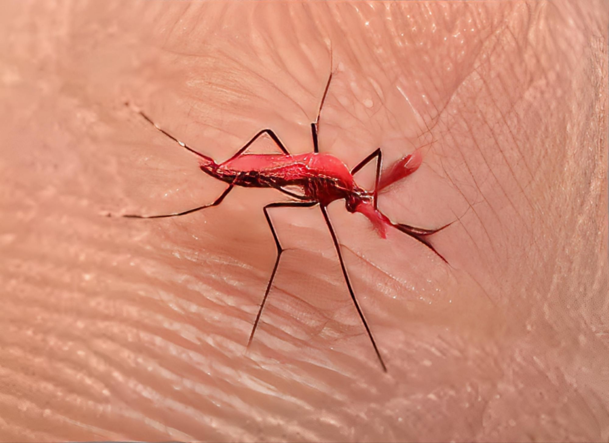 El Argentino Diario-Liberan mosquitos rojos para combatir el dengue.