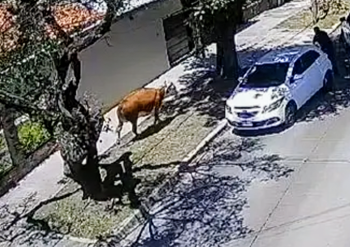 El Argentino Diario-Vaca suelta en Temperley.