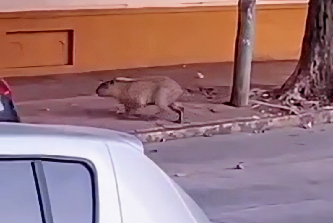 El Argentino Diario-Carpincho pasea por el centro de Tigre.